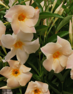 Sundaville® apricot