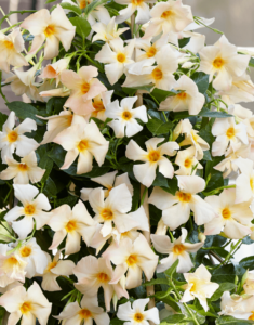 Sundaville® apricot