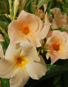 Sundaville® apricot