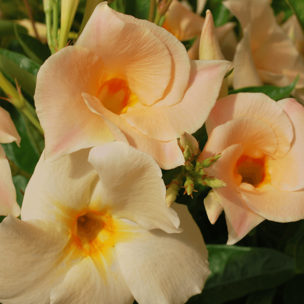 Sundaville® apricot