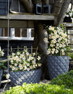 Sundaville® apricot