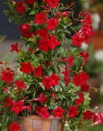 Sundaville® Beauty Bright Red