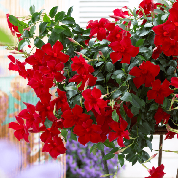 Sundaville® Beauty Bright Red