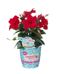 Sundaville® Beauty Bright Red