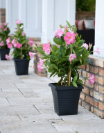 Sundaville® Beauty Rose