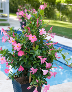 Sundaville® Beauty Rose