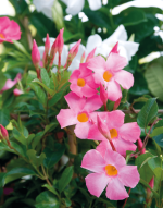 Sundaville® Beauty Rose