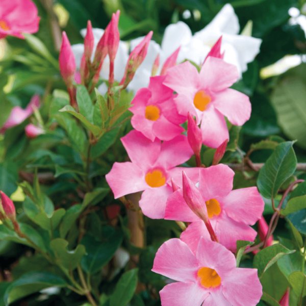 Sundaville® Beauty Rose