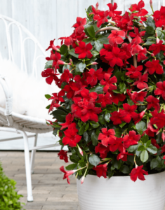 Sundaville® Beauty Vermillion