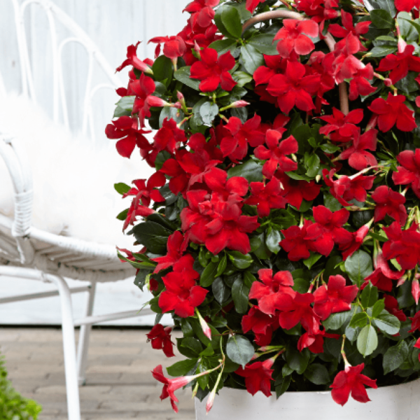 Sundaville® Beauty Vermillion