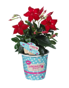 Sundaville® Beauty Vermillion