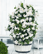 Sundaville® Beauty White