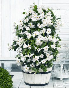 Sundaville® Beauty White