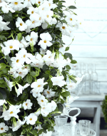 Sundaville® Beauty White