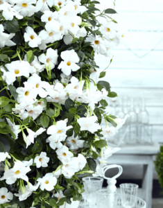 Sundaville® Beauty White