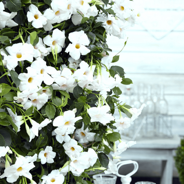 Sundaville® Beauty White
