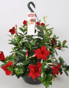 Sundaville® Burgundy