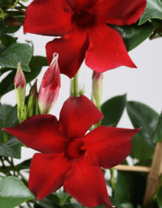 Sundaville® Burgundy