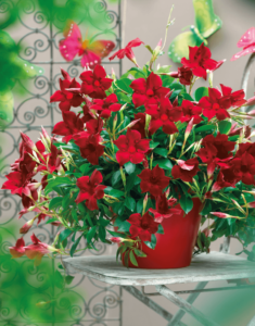 Sundaville® Burgundy