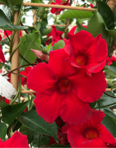 Sundaville Carmine XXL