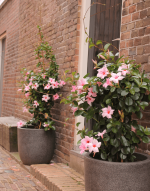 Sundaville® cream pink