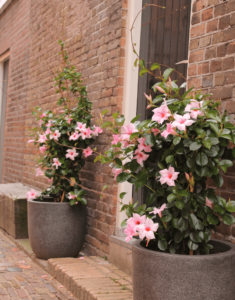 Sundaville® cream pink