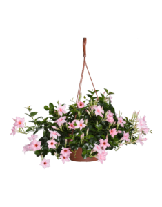 Sundaville® cream pink