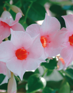 Sundaville® cream pink