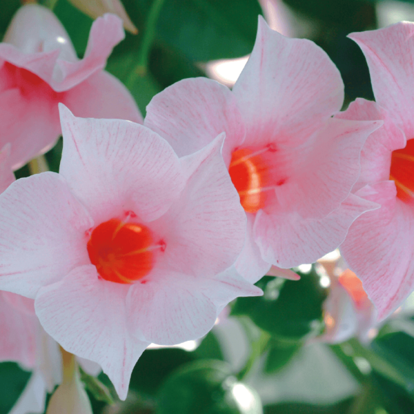 Sundaville® cream pink