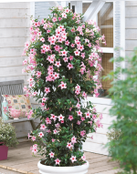 Sundaville® cream pink