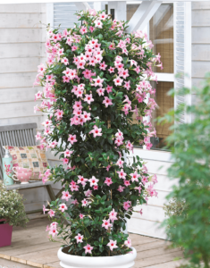 Sundaville® cream pink
