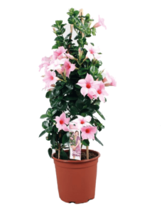 Sundaville® cream pink