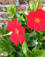 Sundaville® Early Scarlet