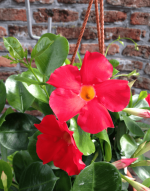 Sundaville® Early Scarlet