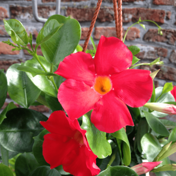 Sundaville® Early Scarlet