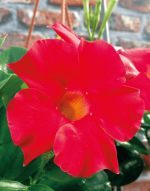 Sundaville® Early Scarlet