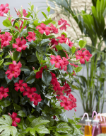Sundaville Fuchsia Pink