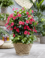 Sundaville Fuchsia Pink