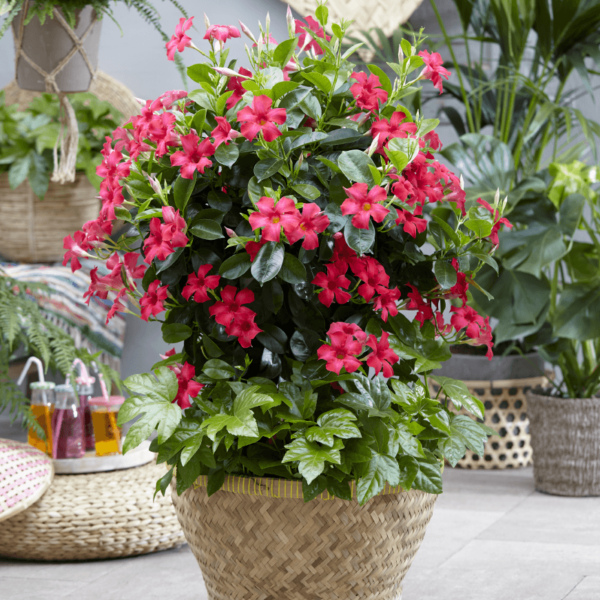 Sundaville Fuchsia Pink