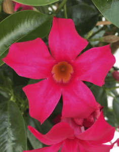 Sundaville Fuchsia Pink