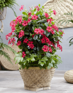 Sundaville Fuchsia Pink