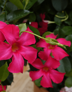 Sundaville Fuchsia Pink