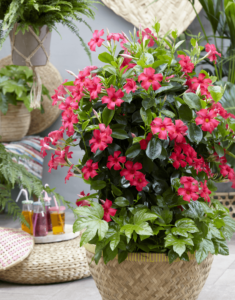 Sundaville Fuchsia Pink