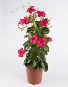 Sundaville Fuchsia Pink