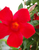 Sundaville® Grand Red