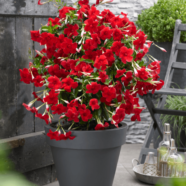 Sundaville® Grand Red