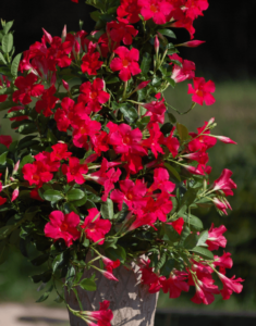 Sundaville® Grand Rose