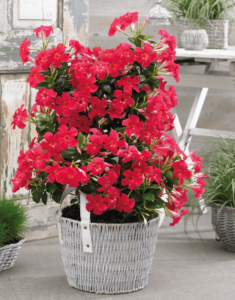 Sundaville® Grand Rose