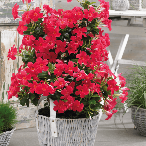 Sundaville® Grand Rose