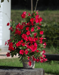 Sundaville® Grand Rose